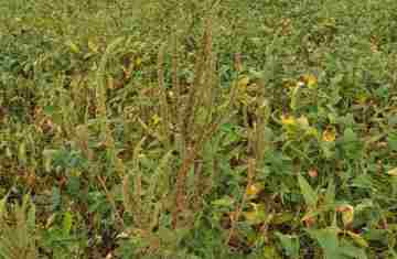  Adapar orienta produtores e adota medidas para evitar introdução do Caruru-Gigante